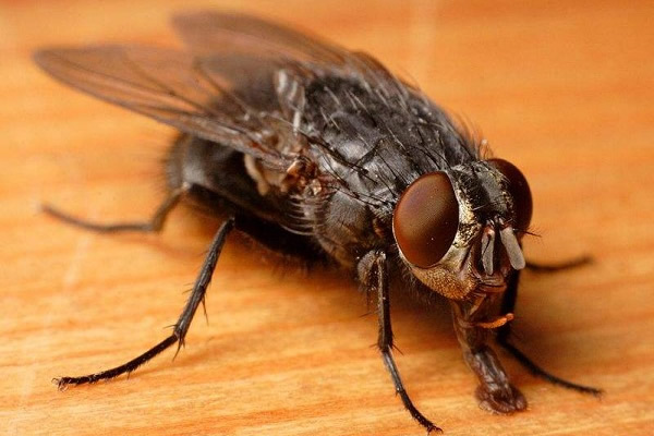 蝇类的危害及防制